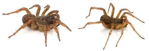 ���ޥߥ���饰��