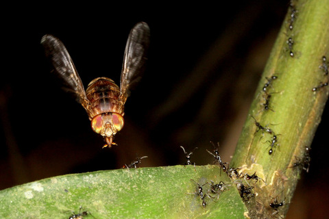 ヒメサスライアリを狙うベンガルバエ