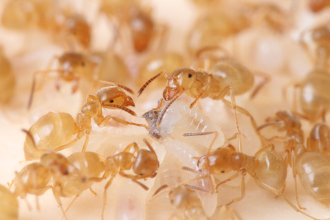 ���ᥤ��������