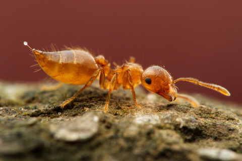 キイロシリアゲアリ Crematogaster osakensis