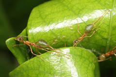 �ĥ८����