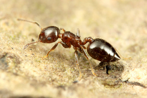 �ϥ�֥ȥ��ꥢ������