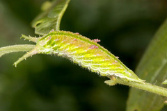 アカボシゴマダラ