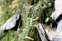 �������ޥ��Υܥ�ȥ���