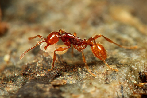 チャイロヒメサスライアリ