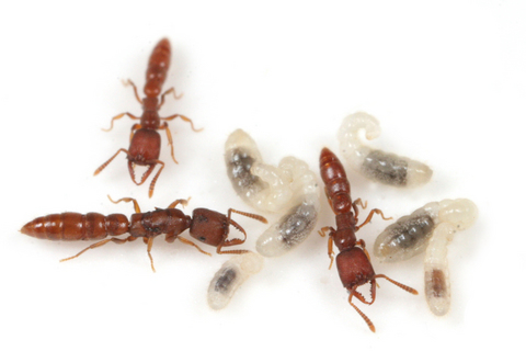 �Υ�����ϥꥢ��