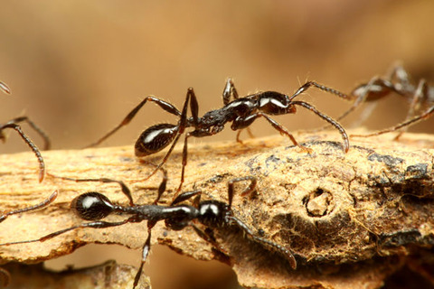 ���֥��ҥ᥵���饤����