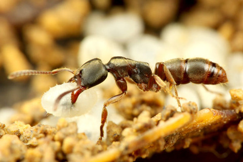 ���֥��ϥꥢ��