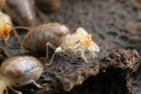 ���ƤΥ�������