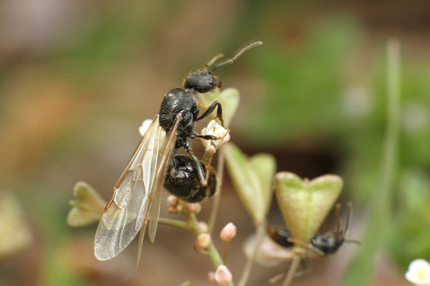 クロナガアリ Messor aciculatus