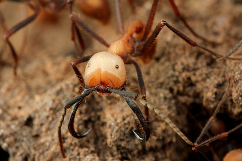 ���󥿥����ꡡ�ӥС���