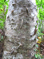 ���Х��ޥʥ᥯��