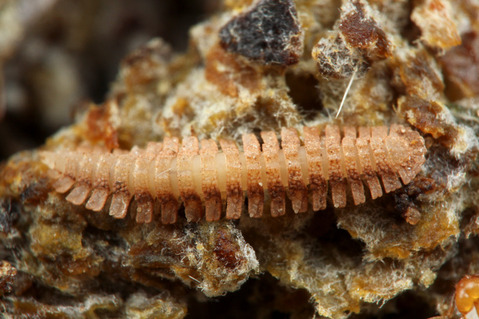 �ϥ��ꥢ����㡡�ϥ��䥹��