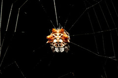 チブサトゲグモ