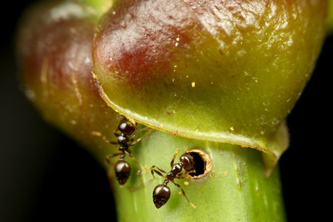 ¥Þ¥«¥é¥ó¥¬