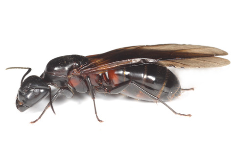 ムネアカオオアリ