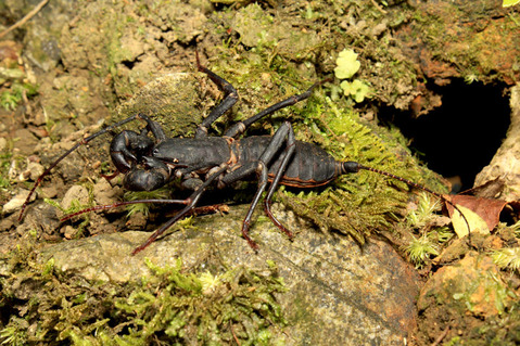 ¥¢¥Þ¥ß¥µ¥½¥ê¥â¥É¥