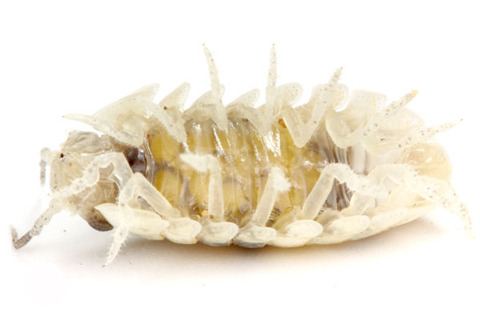 �ϥޥ��󥴥ॷ