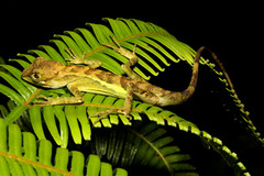 サキシマキノボリトカゲ