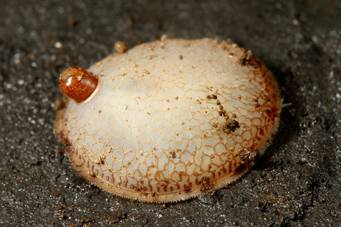 �ȥ�����Υ�����