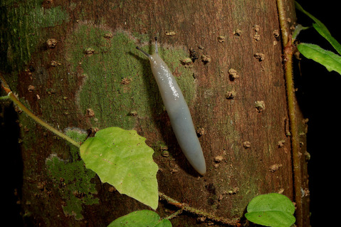 ヤンバルヤマナメクジ