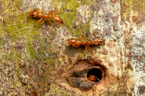 ������������Pseudomyrmex