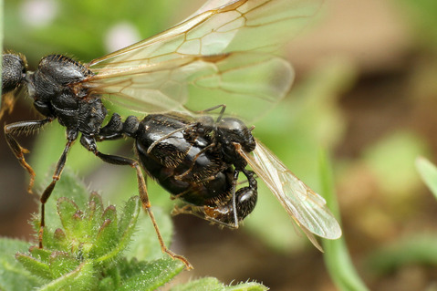 クロナガアリ Messor aciculatus
