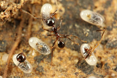 ¥ª¥ª¥º¥¢¥ê¡¡¥Þ¥ì¡¼¥·¥¢