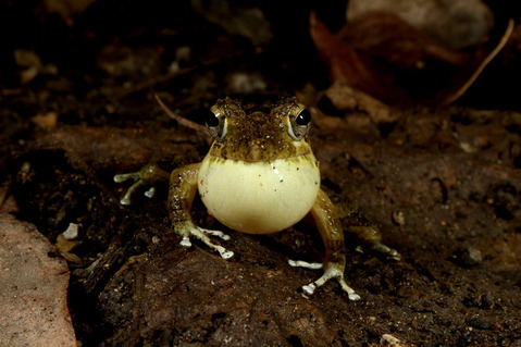 リュウキュウカジカガエル
