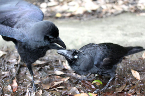 �����ϥ��֥ȥ��饹