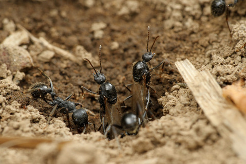 クロナガアリ Messor aciculatus