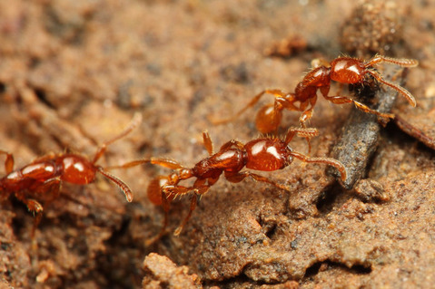 �ҥᥰ�󥿥�����Neivamyrmex sp.