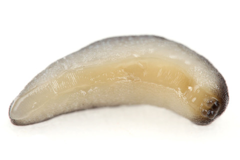 ���ܥ��ܥʥ᥯��