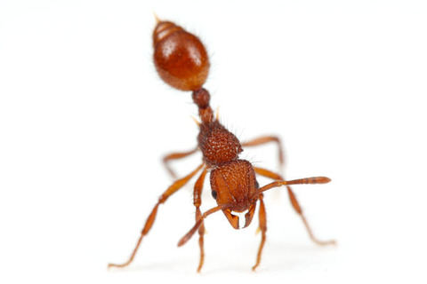 ¥Þ¥ì¡¼¥·¥¢¤Î¥¢¥ê