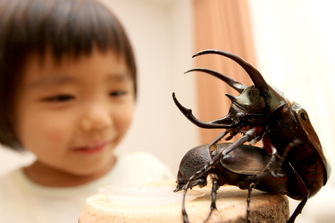 アトラスオオカブト