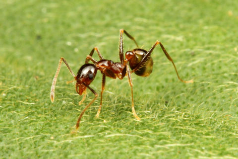 ¥ª¥ª¥º¥¢¥ê