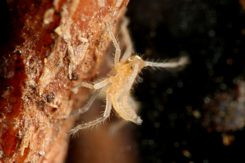 ÀãÃî¤Î°ìÀ¸