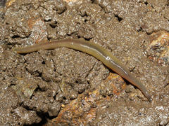 �����ӥ�