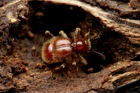 �襳�ťʥ���ť��ॷ