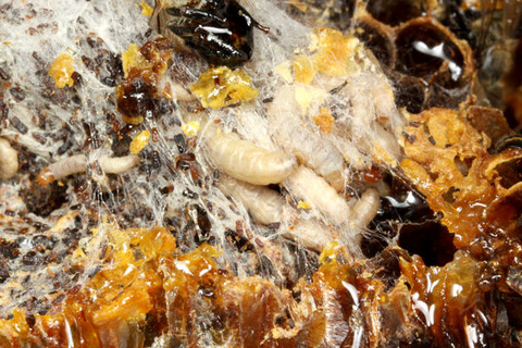 ハチノスツヅリガ