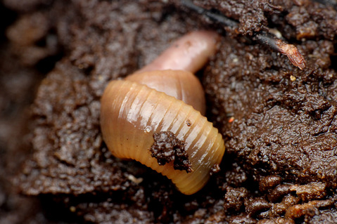 オキナワクガビル