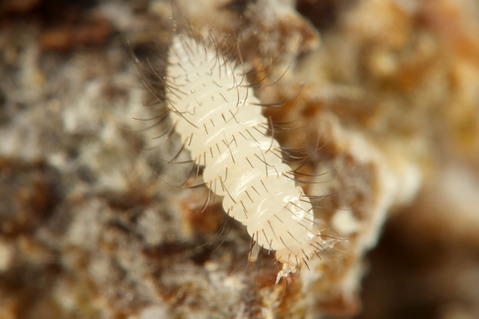 �ϥ��ꥢ����㡡����ť��ॷ������