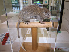 ���ʥ��ͥ���