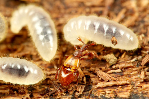 コヤマトヒゲブトアリヅカムシ
