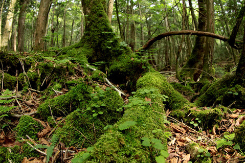 ���꤬¿����餹��