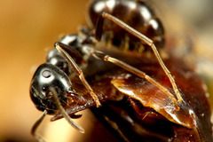 ���������ɥ�