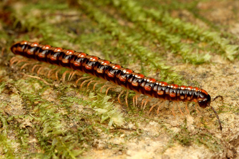 ²Æì¤Î¥ä¥¹¥Ç