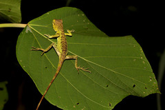 サキシマキノボリトカゲ