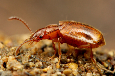 ���������ꥴ�ߥॷ