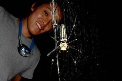 オオジョロウグモ